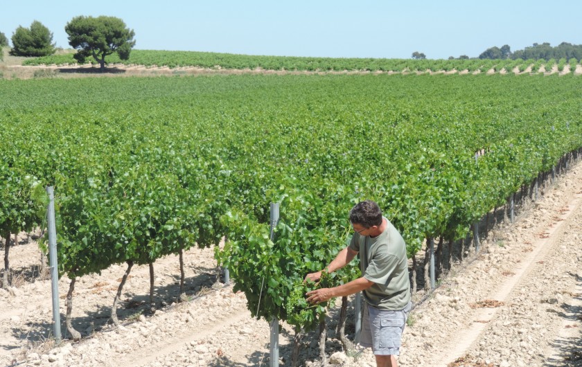 Location de vacances - Gîte à Sallèles-d'Aude - Vigne