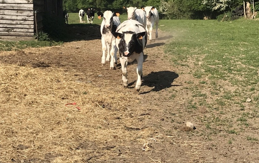 Location de vacances - Gîte à Schaltin