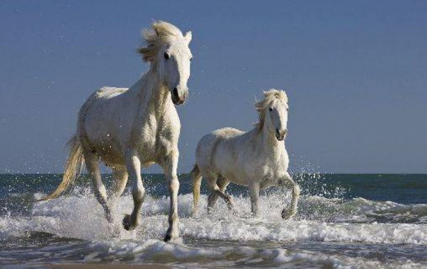 Location de vacances - Gîte à Saint-Gilles
