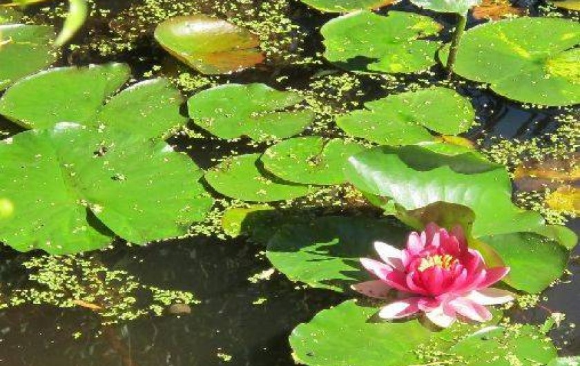 Location de vacances - Gîte à Chissay-en-Touraine