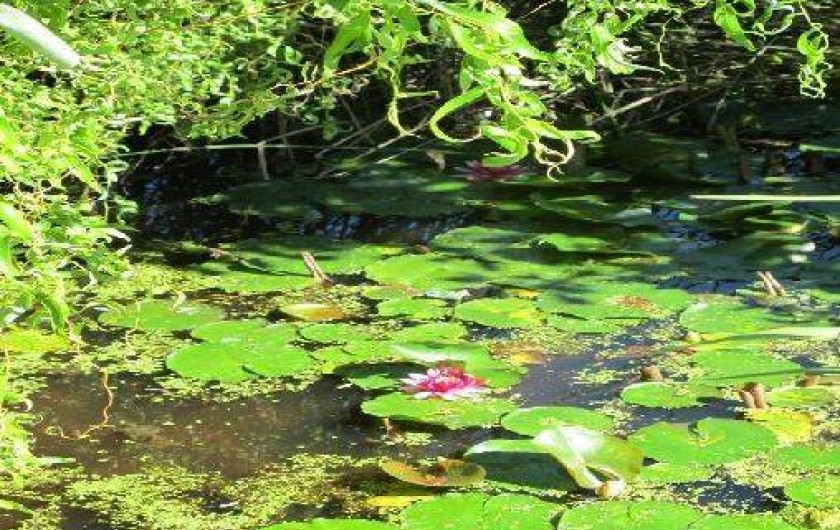 Location de vacances - Gîte à Chissay-en-Touraine