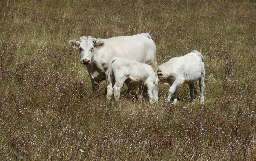 Location de vacances - Gîte à La Bâtie-Vieille