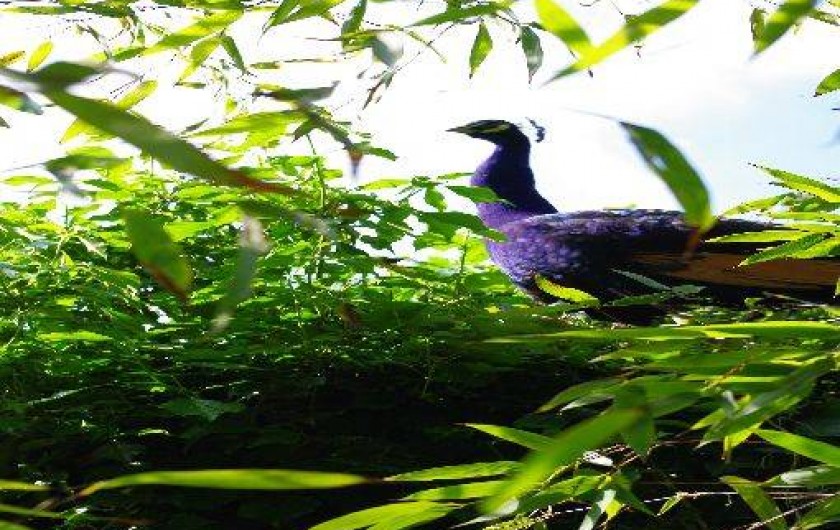 Location de vacances - Gîte à Saint-Julien-du-Sault