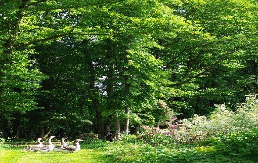 Location de vacances - Gîte à Saint-Julien-du-Sault