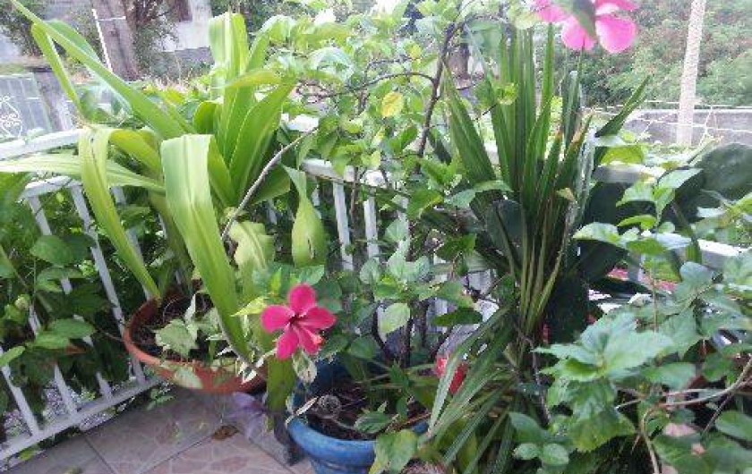 Location de vacances - Villa à Bouillante