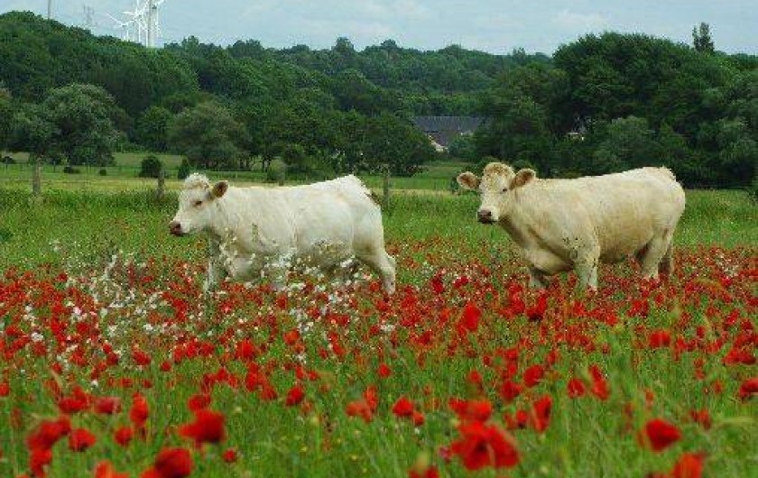 Location de vacances - Appartement à Criel-sur-Mer