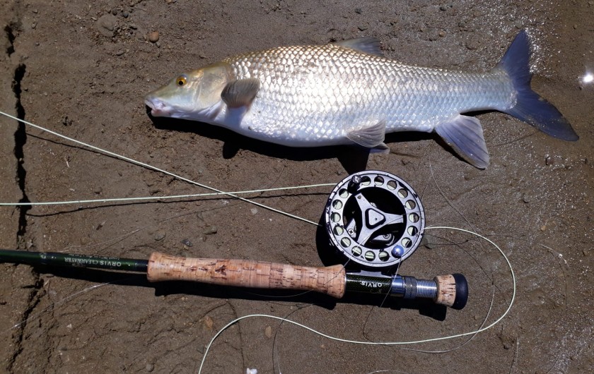 Location de vacances - Gîte à Siruela - La pesca del BARBO en La Serena.
