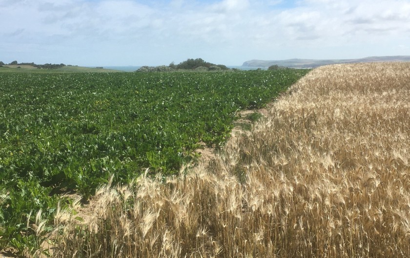 Location de vacances - Appartement à Audinghen - campagne et vue sur cap blanc nez