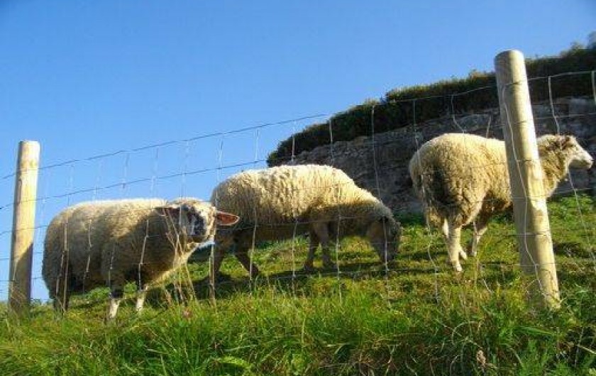 Location de vacances - Chalet à Montlebon