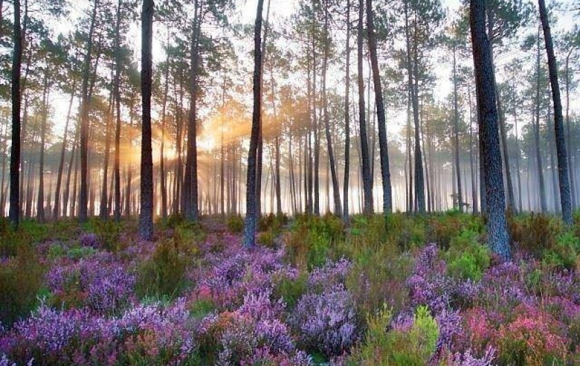 Location de vacances - Villa à Mimizan - couleurs d'automne forêt de mimizan