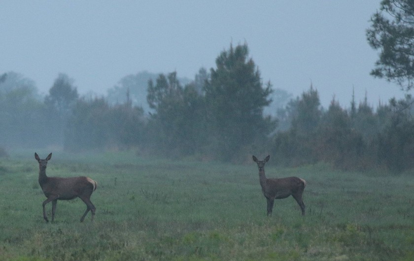 Location de vacances - Villa à Mimizan - chevreuils dans la lande