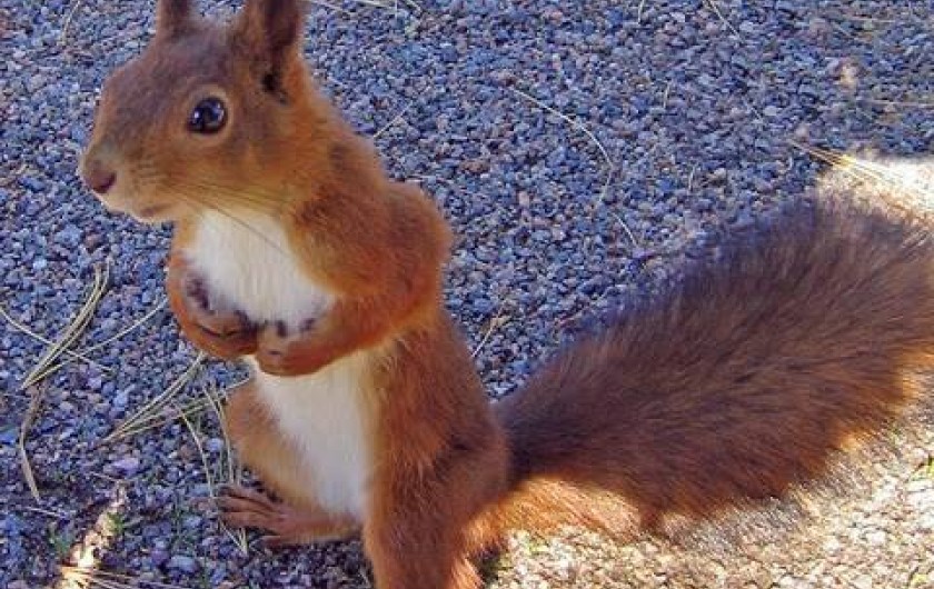 Location de vacances - Villa à Mimizan - nos compagnons les écureuils