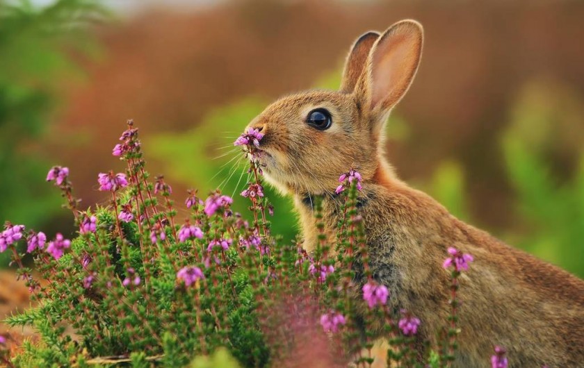 Location de vacances - Villa à Mimizan - rencontre de balade en forêt