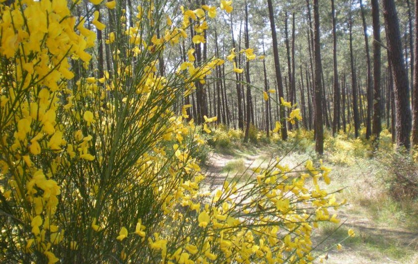Location de vacances - Villa à Mimizan - charme des forets de pins au printemps