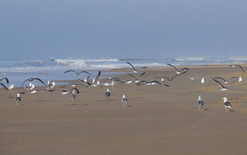 Location de vacances - Villa à Mimizan - la nature sauvage sur les longues plages de sable fin