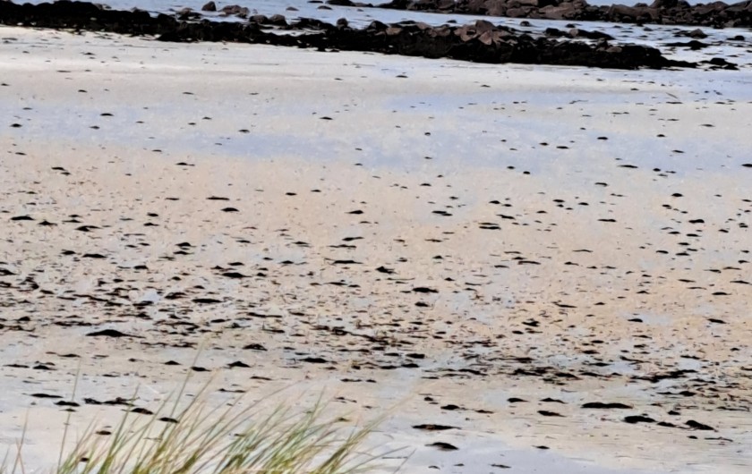 Location de vacances - Villa à Landéda