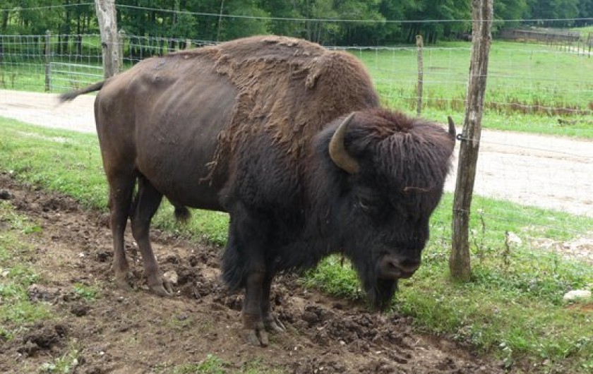 Location de vacances - Appartement à Songeson - parc animalier à environ 7km de la location
