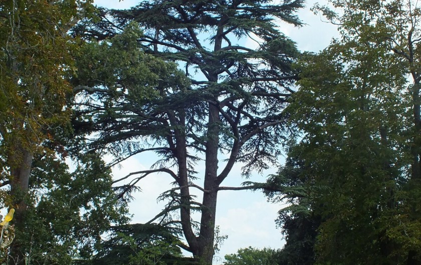 Location de vacances - Château - Manoir à Capian