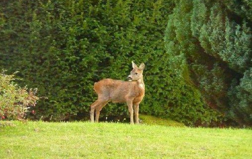 Location de vacances - Appartement à Fellering