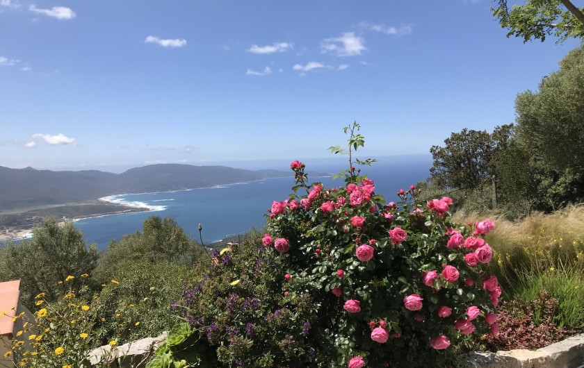 Location de vacances - Villa à Olmeto - Floraison Mai