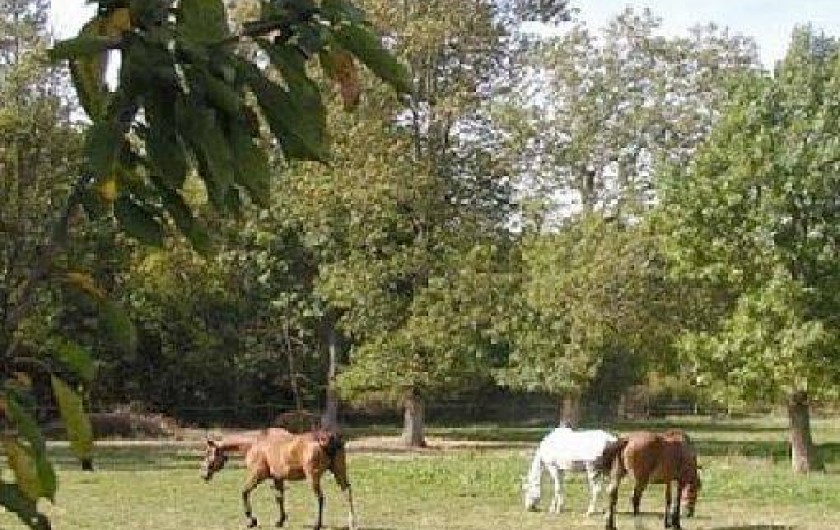 Location de vacances - Gîte à Beaumont-du-Périgord