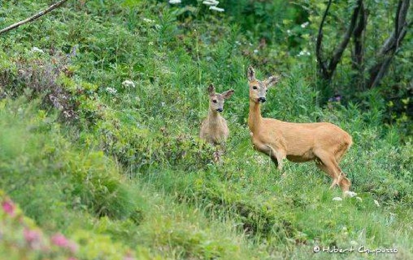 Location de vacances - Appartement à Termignon