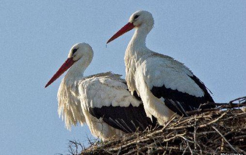Location de vacances - Chambre d'hôtes à Sondernach