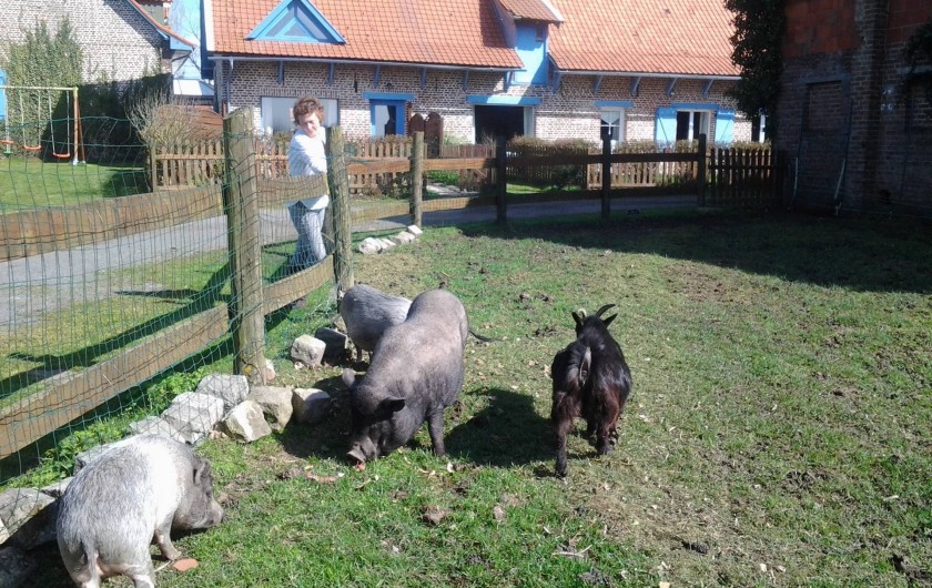 Location de vacances - Gîte à Méteren