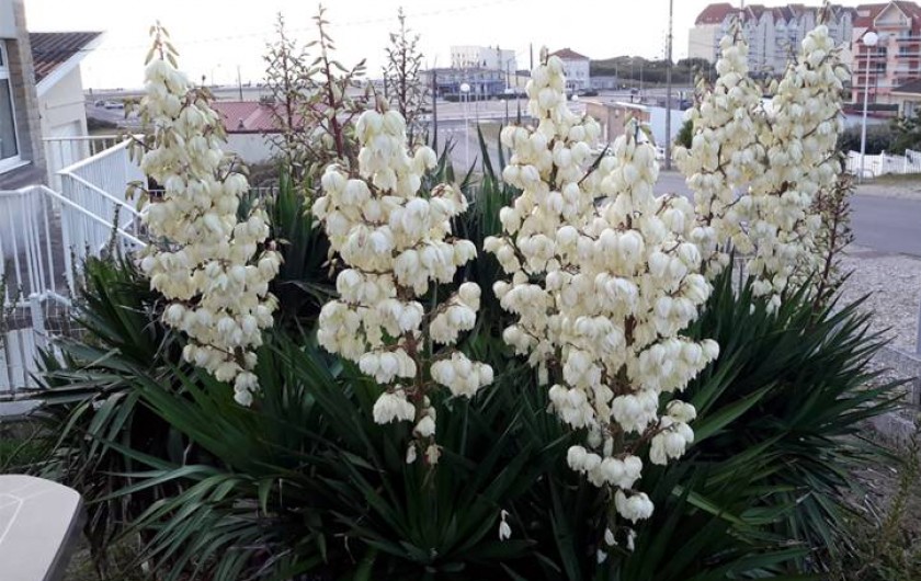 Location de vacances - Villa à Stella Plage