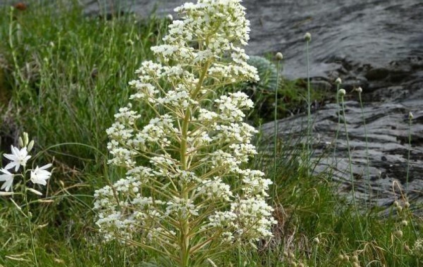 Location de vacances - Gîte à Gavarnie-Gèdre