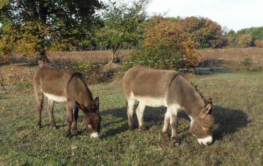 Location de vacances - Gîte à Cadenet