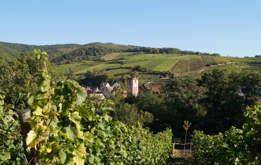 Location de vacances - Gîte à Ribeauville - Au pied de la route des vins d'Alsace : voici Ribeauvillé entouré du vignoble