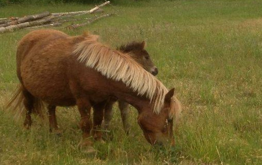 Location de vacances - Maison - Villa à Sainte-Foy-Saint-Sulpice