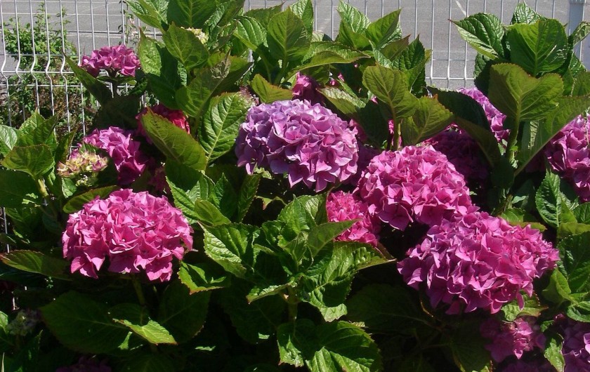 Location de vacances - Maison - Villa à Roscoff - Hortensias