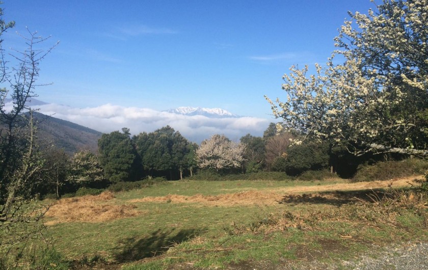 Location de vacances - Appartement à L'Albère - Le salon