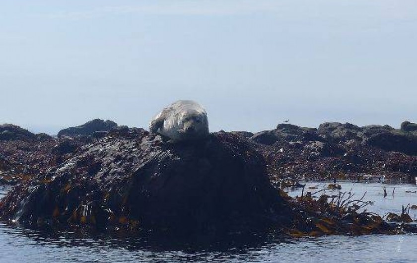 Location de vacances - Gîte à Landunvez
