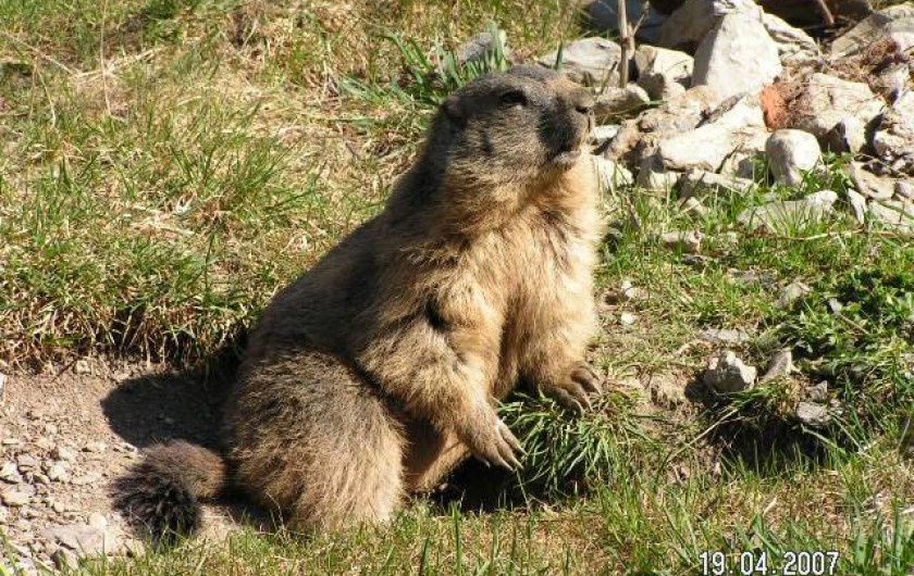 Location de vacances - Appartement à Orcières