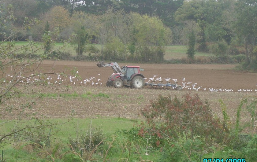 Location de vacances - Maison - Villa à Clohars-Carnoët - VUE DE LA FENETRE : LES MOUETTES