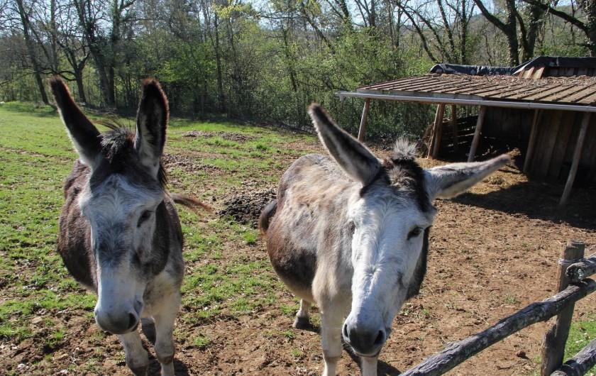 Location de vacances - Gîte à Montignac