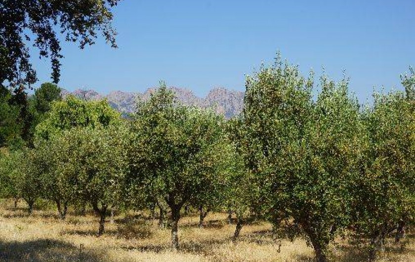 Location de vacances - Villa à Calenzana