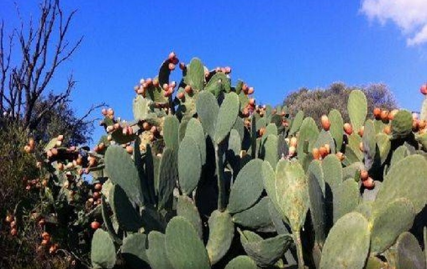 Location de vacances - Appartement à Porto-Vecchio