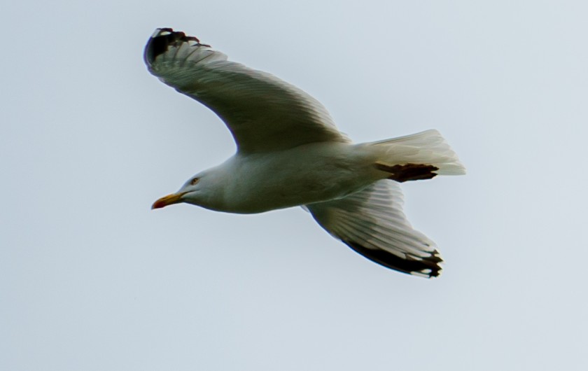 Location de vacances - Villa à Hirel