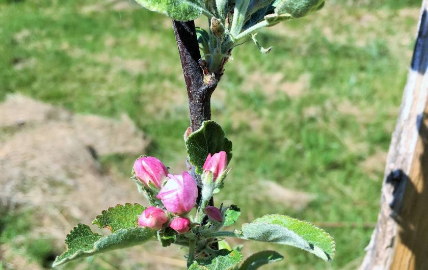 Location de vacances - Chambre d'hôtes à Auriac-du-Périgord - Arbres fruitiers