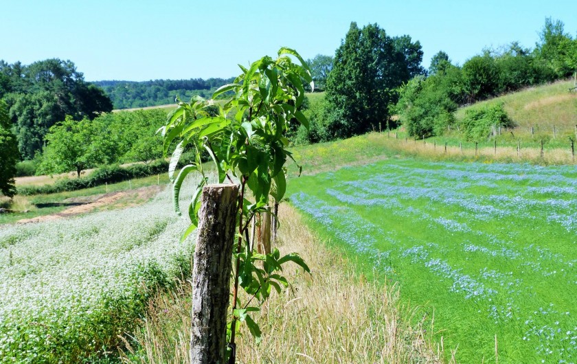 Location de vacances - Chambre d'hôtes à Auriac-du-Périgord - Le lin et le Sarrasin en agroforesterie