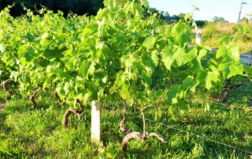 Location de vacances - Chambre d'hôtes à Auriac-du-Périgord - Les vignes