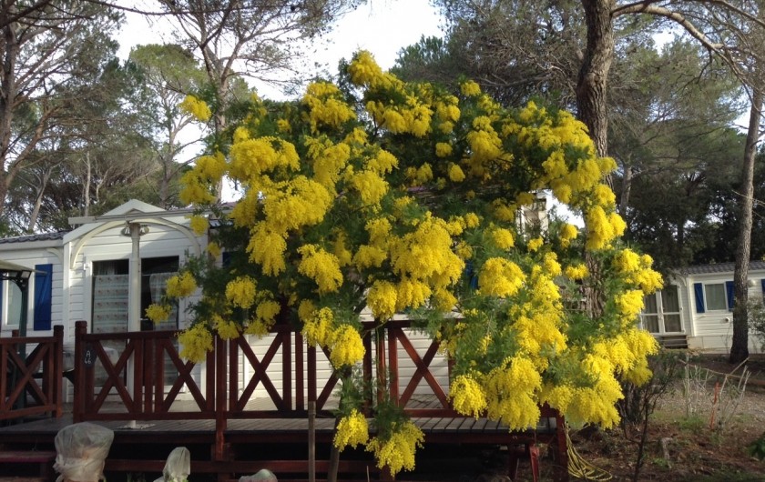 Location de vacances - Bungalow - Mobilhome à Puget-sur-Argens