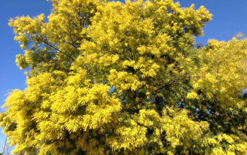 Location de vacances - Bungalow - Mobilhome à Puget-sur-Argens