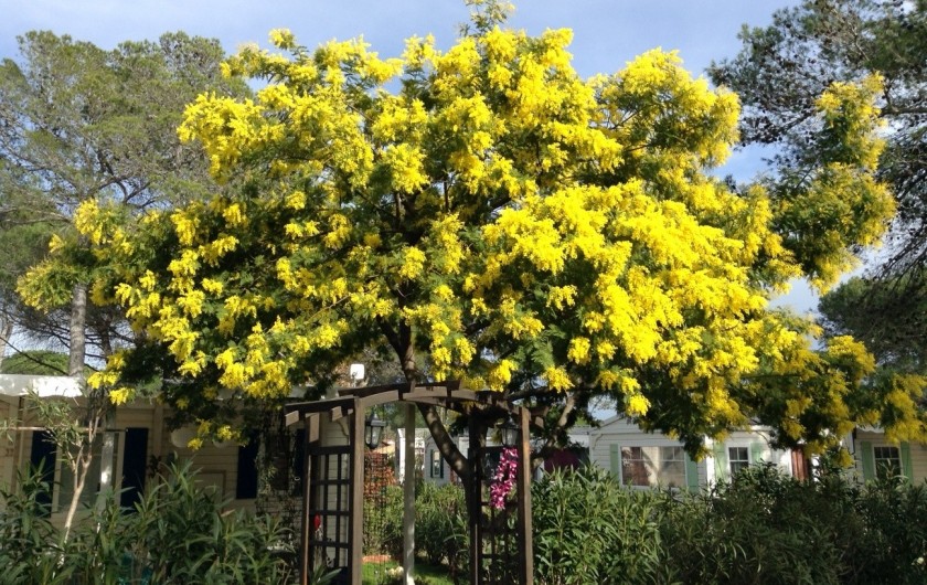 Location de vacances - Bungalow - Mobilhome à Puget-sur-Argens