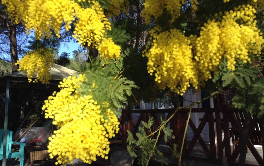 Location de vacances - Bungalow - Mobilhome à Puget-sur-Argens