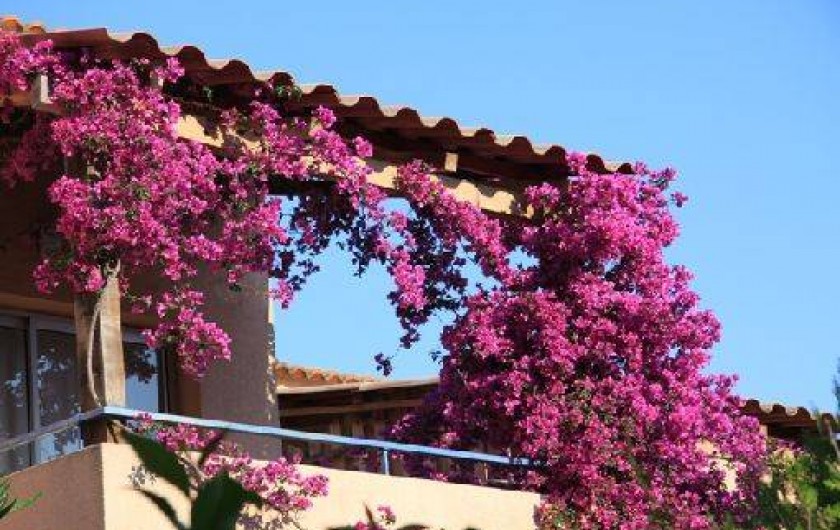 Location de vacances - Appartement à L'Île-Rousse